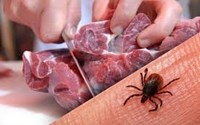 توصیه های معاون بهداشت دانشگاه علوم پزشکی استان آذربایجان‌غربی برای پیشگیری از تب خونریزی دهنده کریمه کنگو